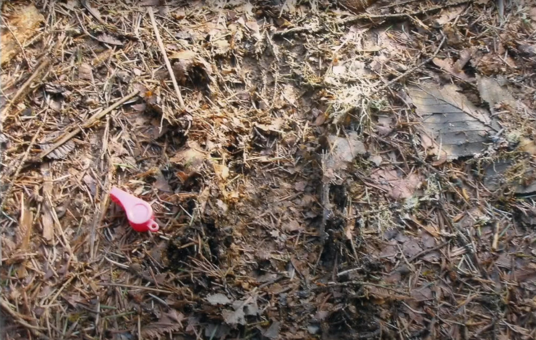 Initial Track Find With My Son in Thurston, Oregon