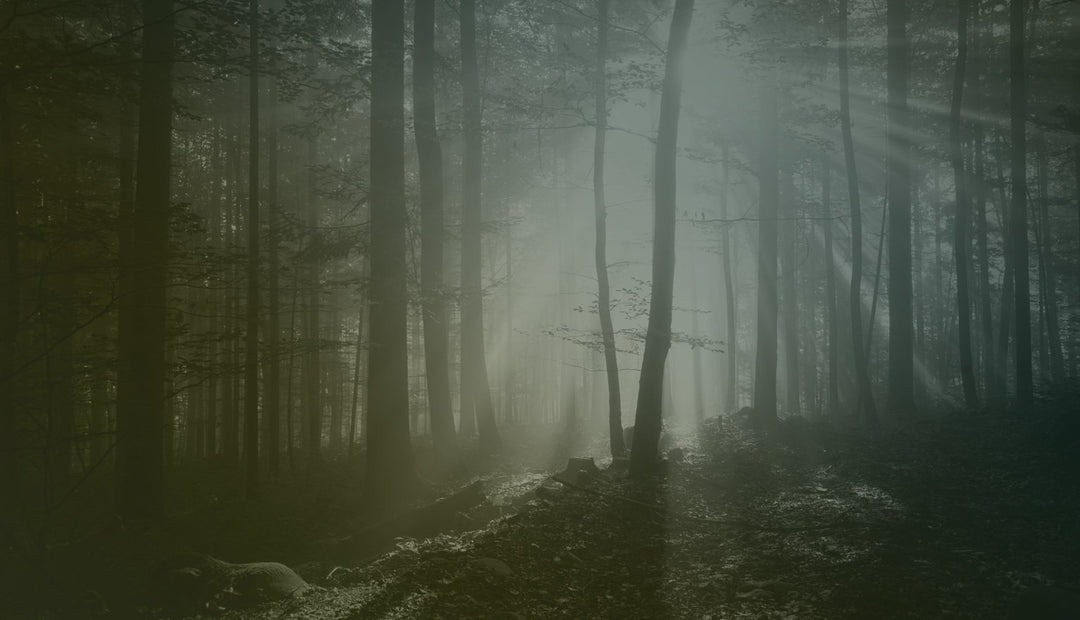 Episode 16 – Todd Neiss – Bigfoot Investigator for Over 27 Years