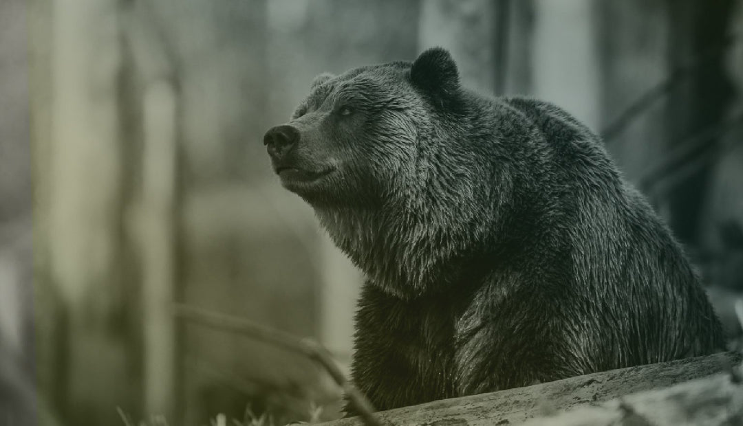 Episode 4 – Dr. Lynn Rogers – The Man Who Walks With Bears