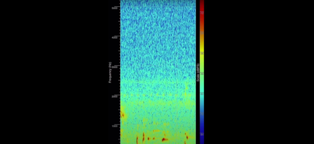 Probable Sasquatch Vocals & Language