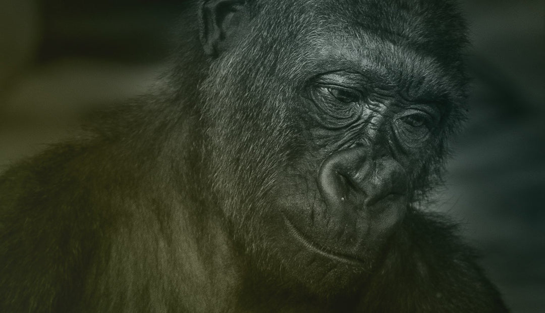 Episode 7 – Esteban Sarmiento – Primatologist, Anthropologist Discusses Gorilla Research