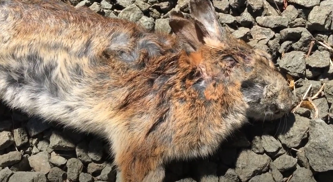 Suspected Bunny Kill Gift / Darrell Shown Body